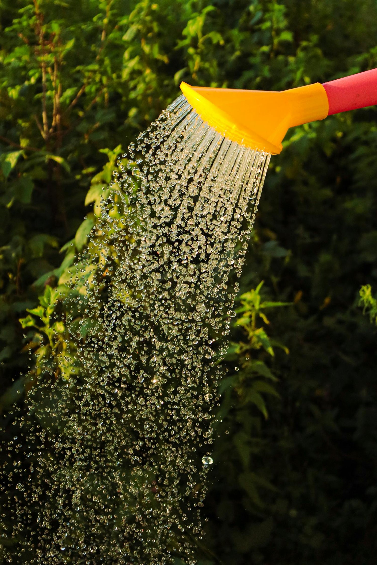 Bright yellow watering can pouring over lush green garden plants — using diluted urine as liquid gold fertiliser