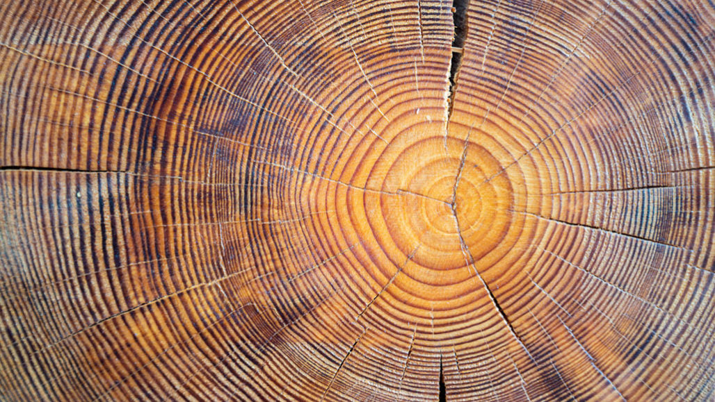 Close-up of tree rings showcasing natural patterns and textures.