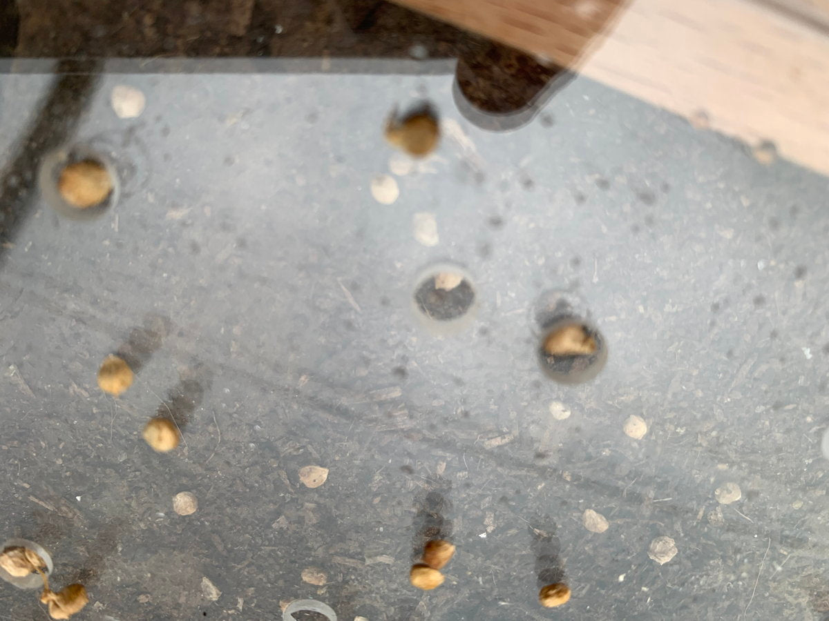 Detailed view of seeds in tray holes