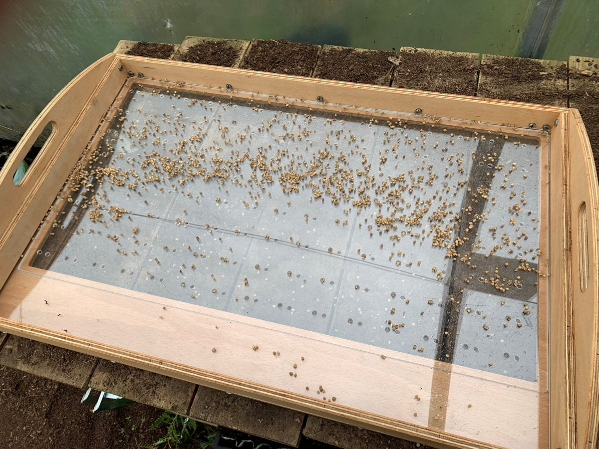 Sowing tray with seeds on wooden table