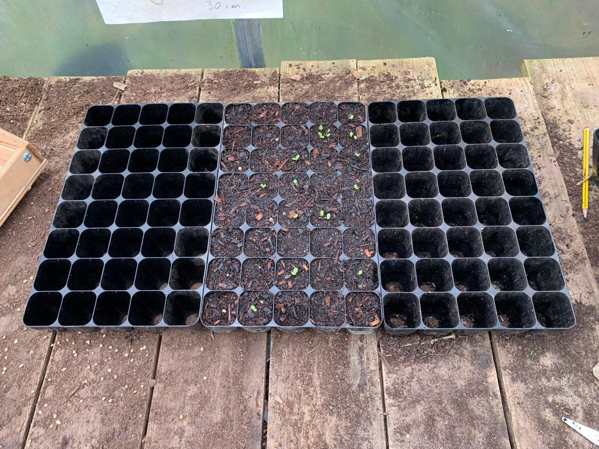 Seedling trays with soil and sprouts on table