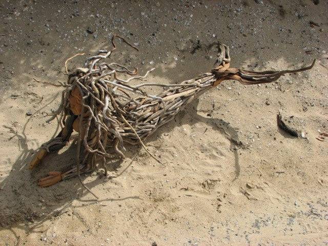 Large driftwood mermaid sculpture front view — unique wall art, handmade in Mid Wales