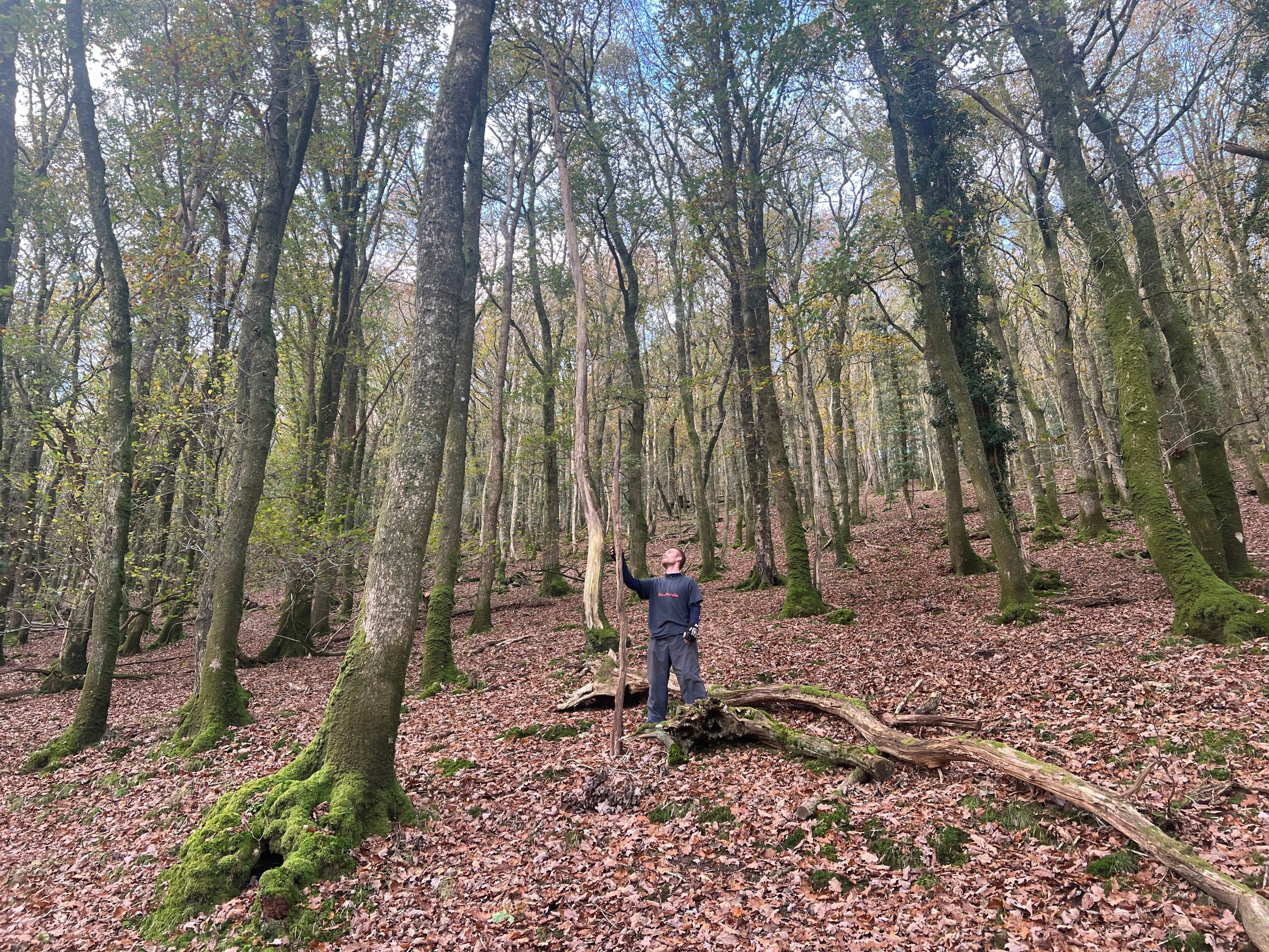 Craftsman selecting sustainable wood in the Dyfi Valley forest for Free Range Designs, showcasing responsible wood sourcing practices