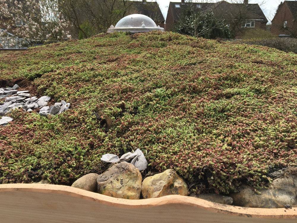 sedum-roof-shelter