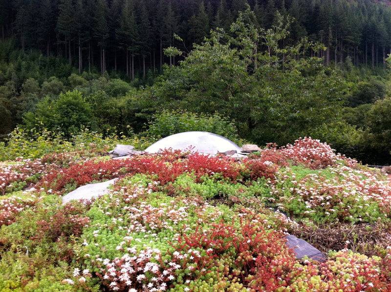 turf roof